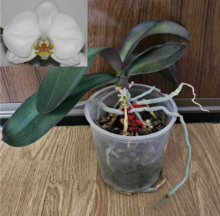 Орхидеи фаленопсис Black eye, Sogo Vivien, Bambula