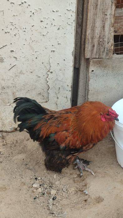 Әтеш сатылады жас