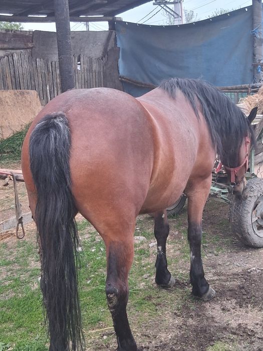Iapă de vânzare foarte cuminte