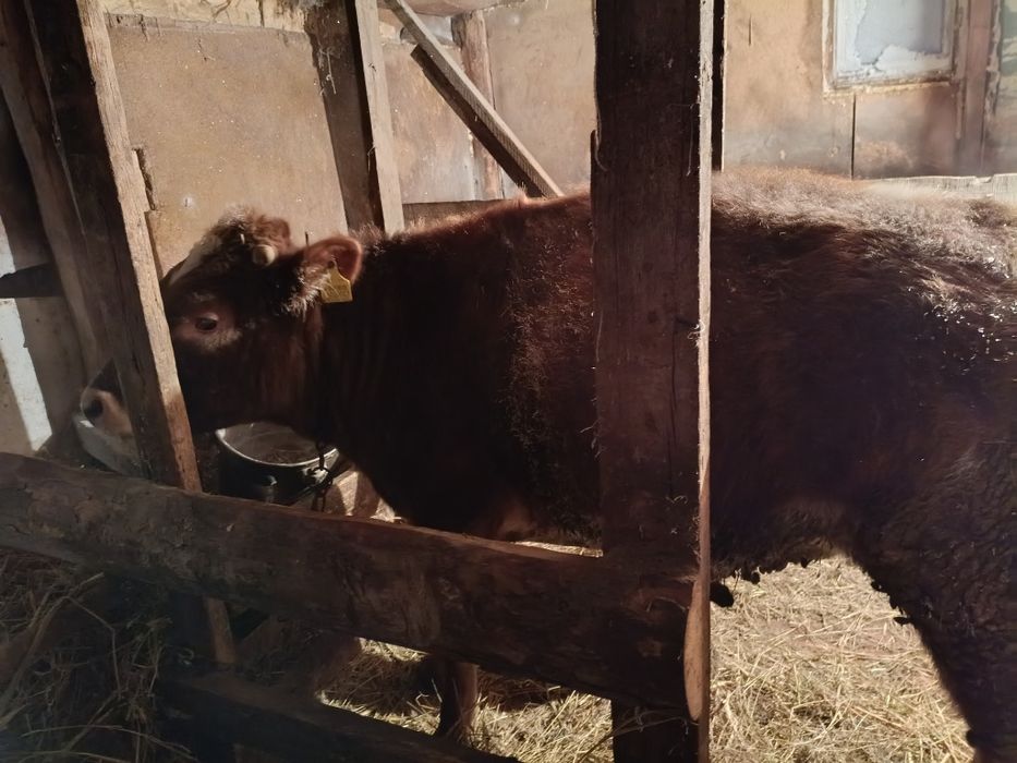 Продам бычок годовалый