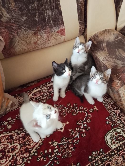 Отдам котят бесплатно