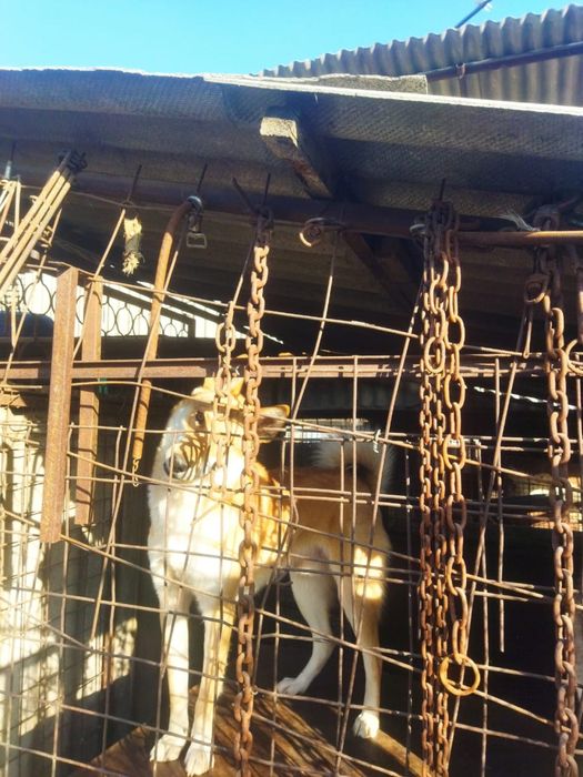 Щенки лайки продам