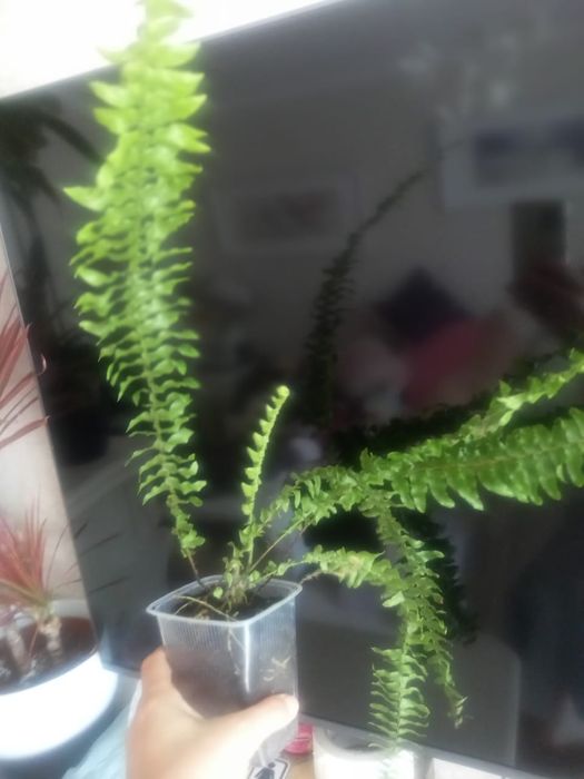 Продам цветы разные