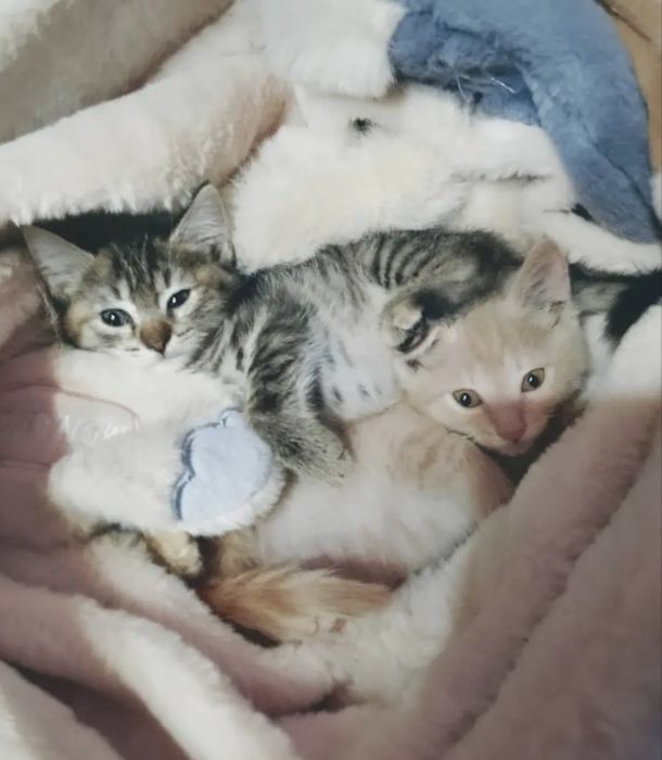 Отдаю котят в хорошие руки