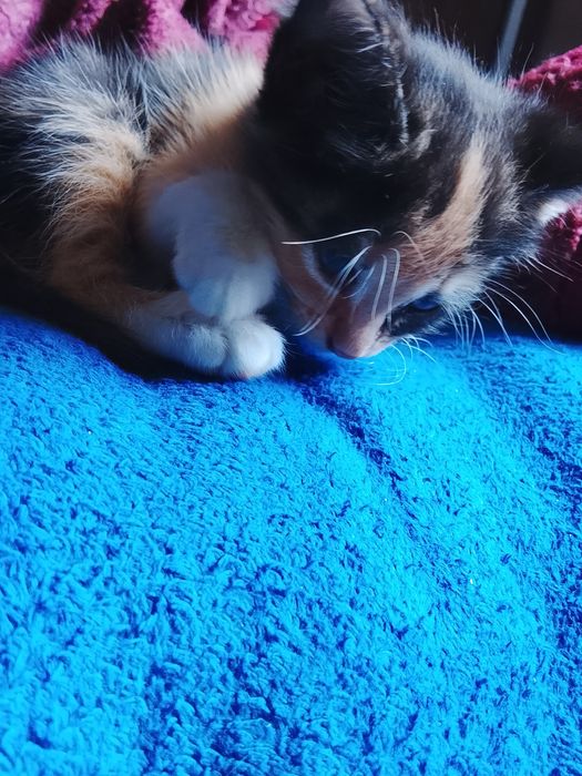 Отдам котят девочки
