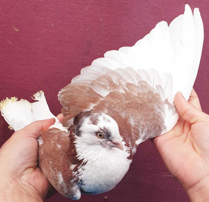 Sârbi, de Severin și galateni