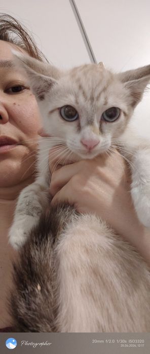 Девочка котенок Мия