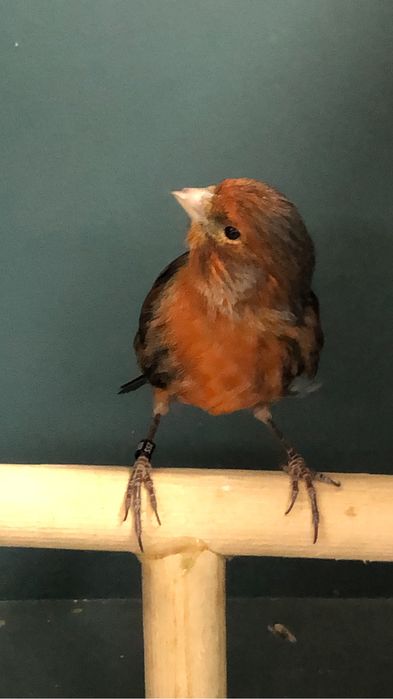 Канарейка (кенор) самец