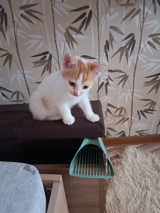 Мъжки котета на 3 месеца търсят дом