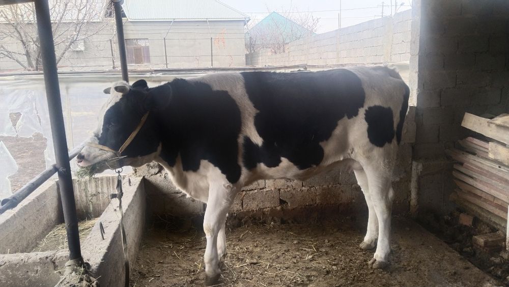 Парода Галштейн Сиыр сатлады