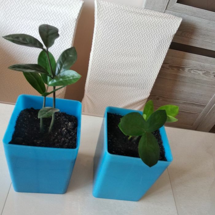 Продам цветы долларовое дерево