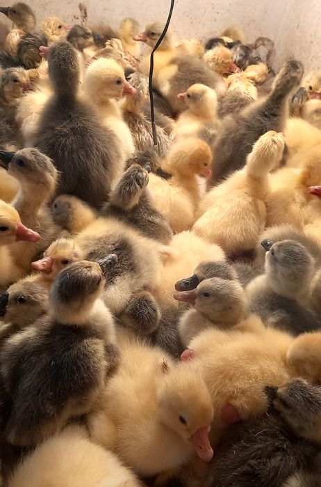 Гусята,гусята,гусята