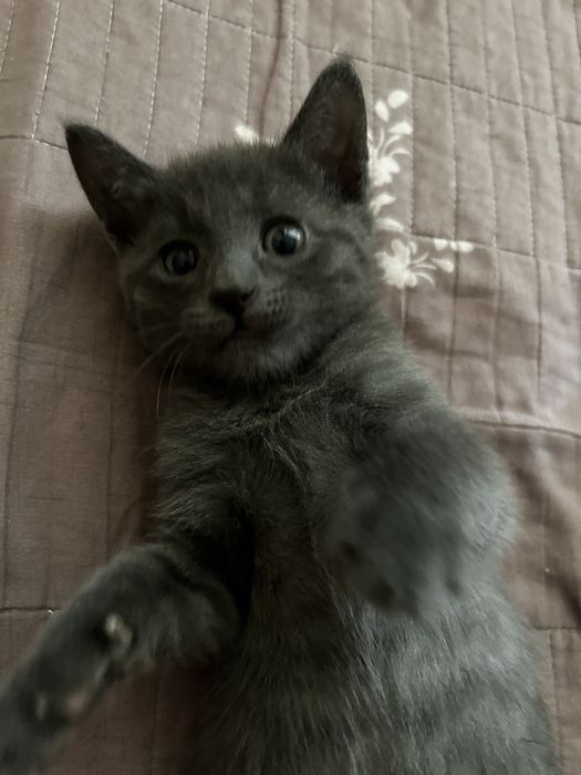 отдам котенка