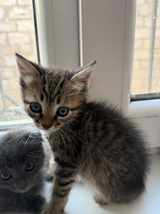 Шатладнская кошки