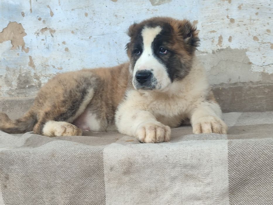 Щенки Алабая САО