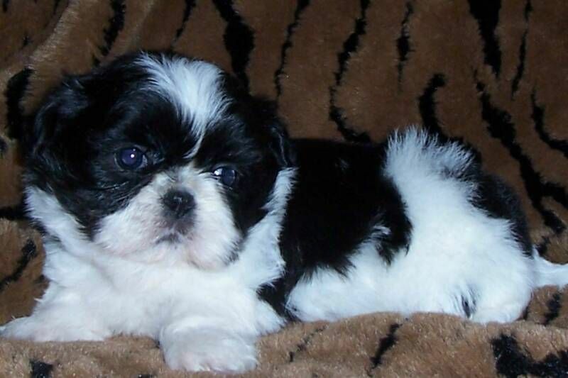 Shih-tzu talie mica