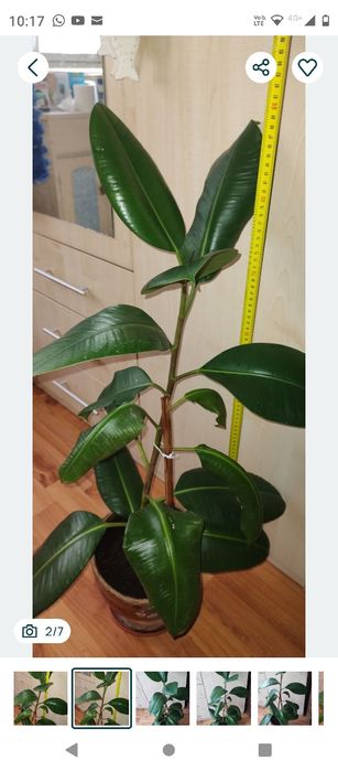 ficus, plantă naturală decorativă