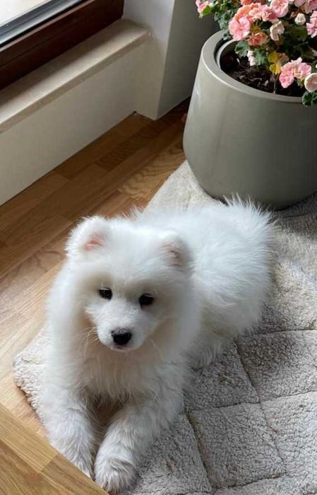 Cățelușa Samoyed 3luni pedigree A