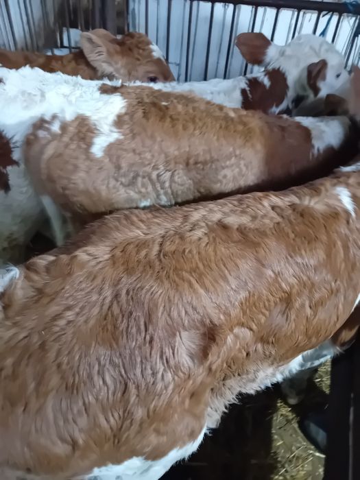 Taurasi și vitele  baltati  semiintarcati