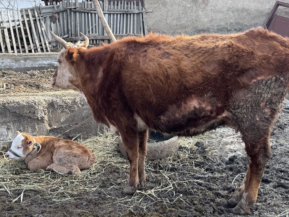 Сиыр, бұзауымен бірге