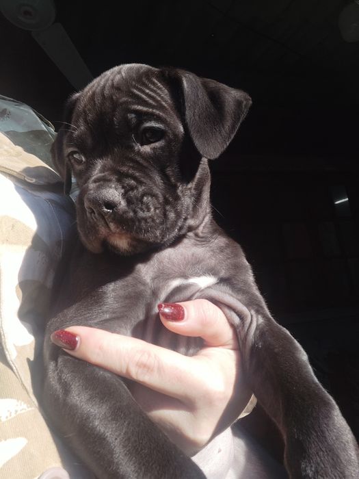 Щенки  микс ////