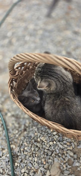 Pui de pisica spre adopție,