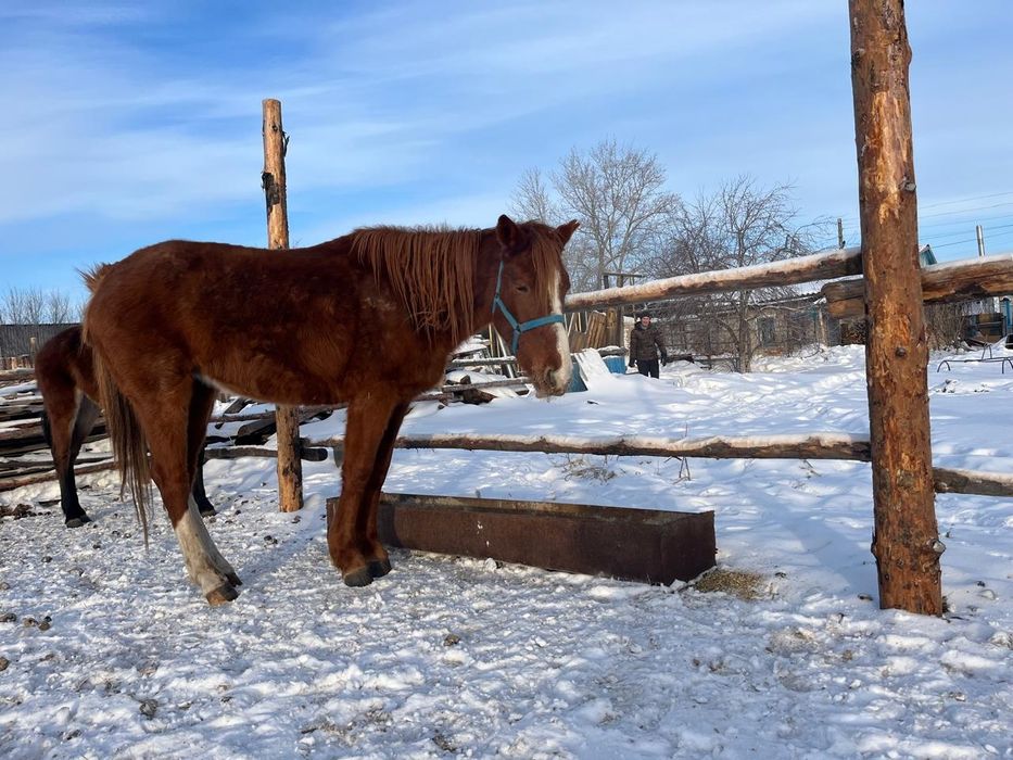 Продам кобылу  4года