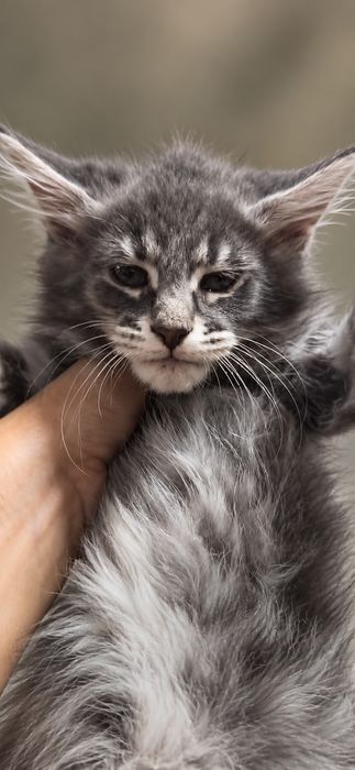 Котята мейн-кун — пушистые малыши