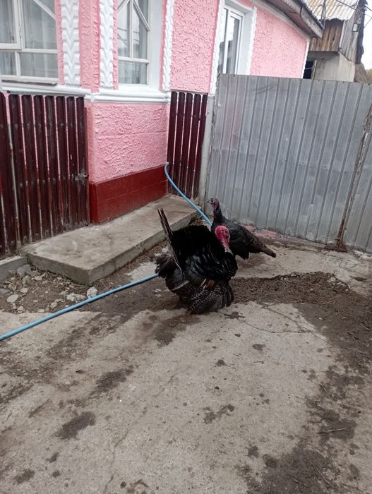 Vând cocoși si curcan  de anul trecut