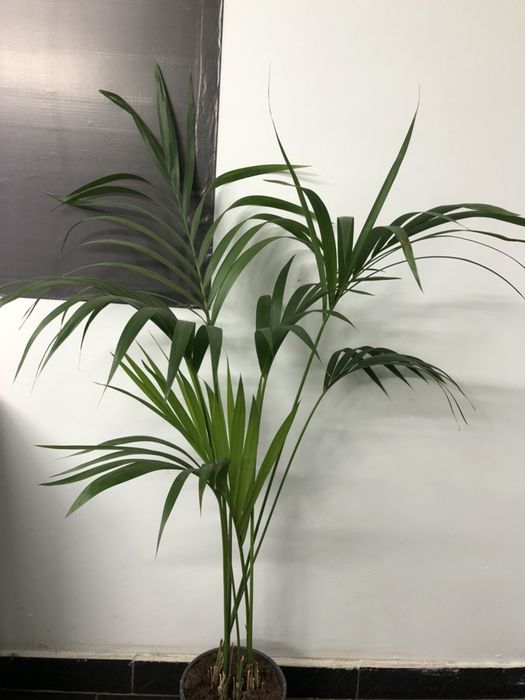 пальма маленькие годавалые