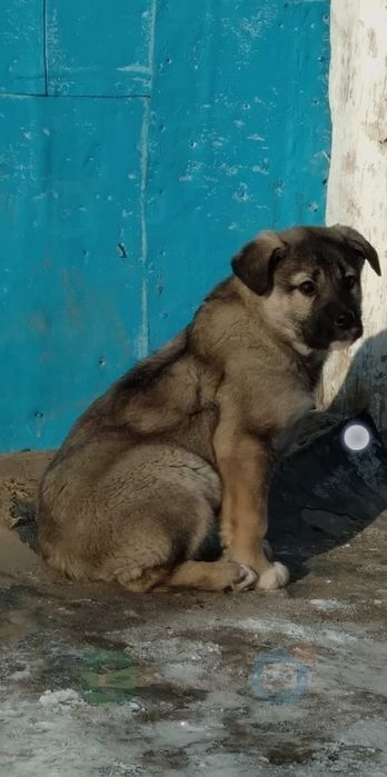 Отдам в хорошие руки