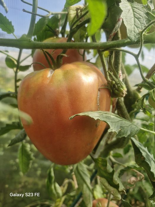 Продам дом ,с Жибек жолы