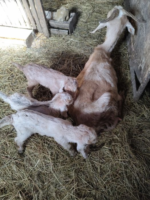 Capre Anglo-Nubiană