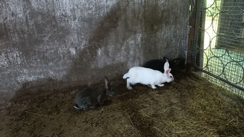 Кролики породистые