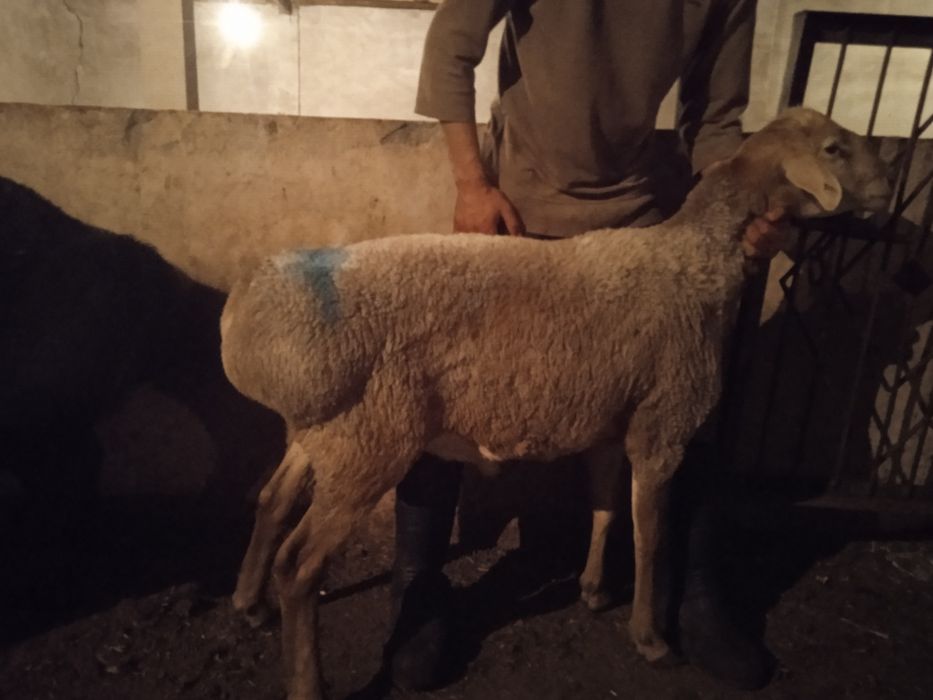 Qoylar sotiladi halol boqilgan sifatli qoylar