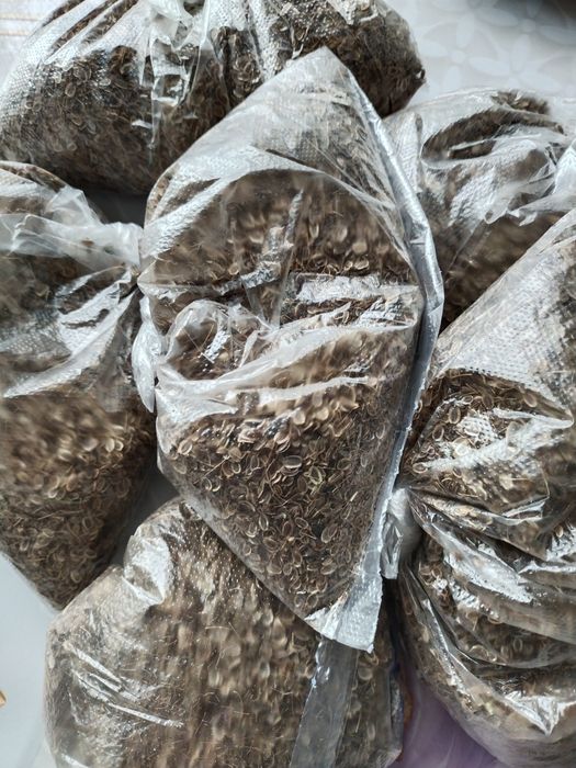 Семена укропа урожай 2024 год