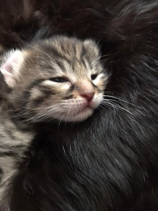 Американский керл