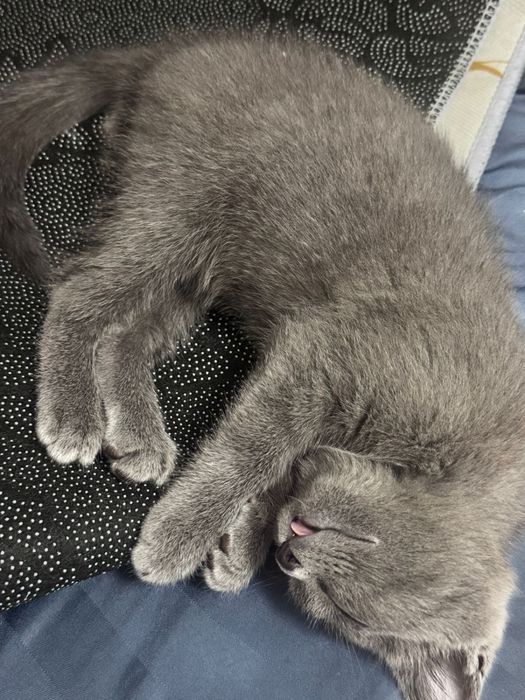 Продам котенка скоттиш страйт