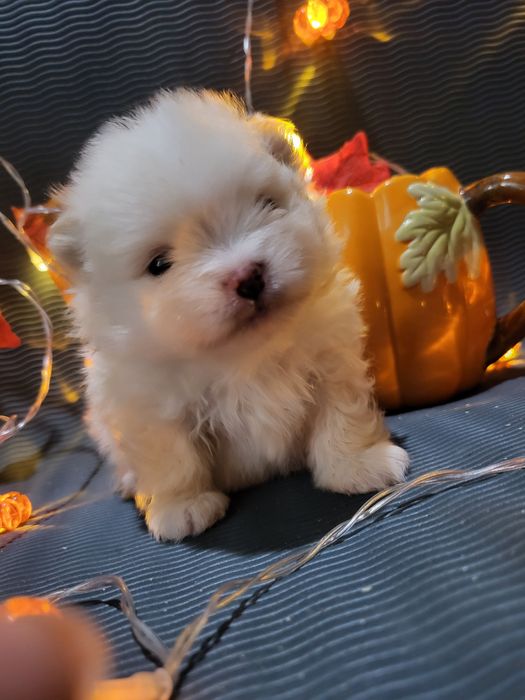 Щенки немецкого шпица