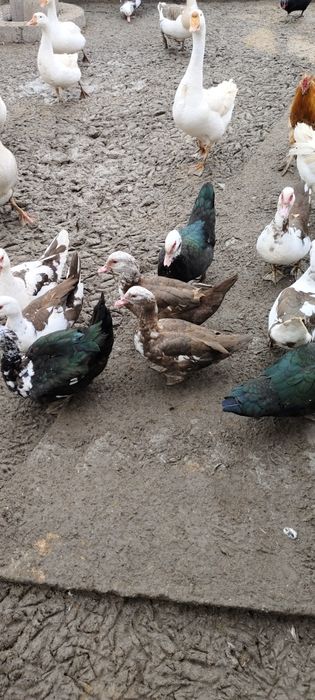 Утки шипуны 5000