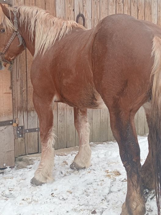 Vând sau schimb armăsar