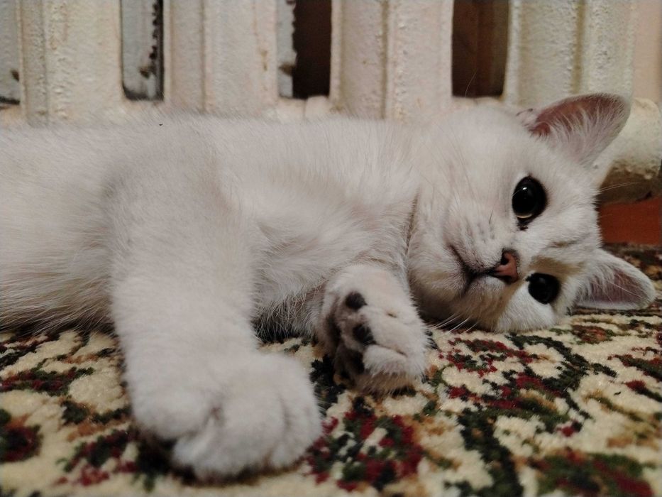 Красивый кот/Британский шиншилл