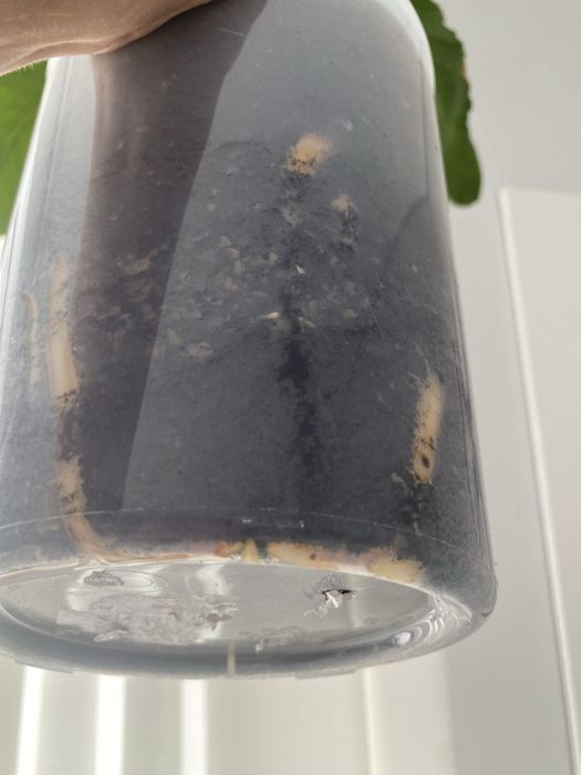 Продам комнатное растение