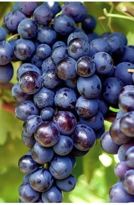 Vand butasi vita de vie altoita anul 3 de vegetatie