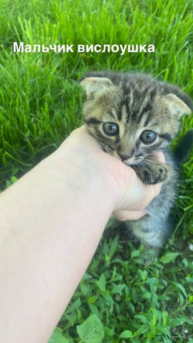 Вислоухие котята