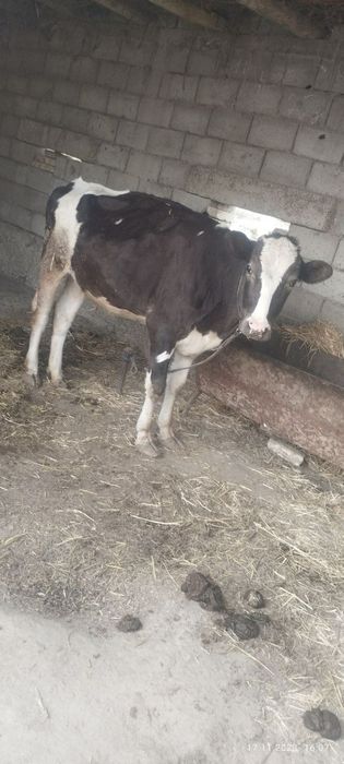 Галштин пародали гуножин сотлади