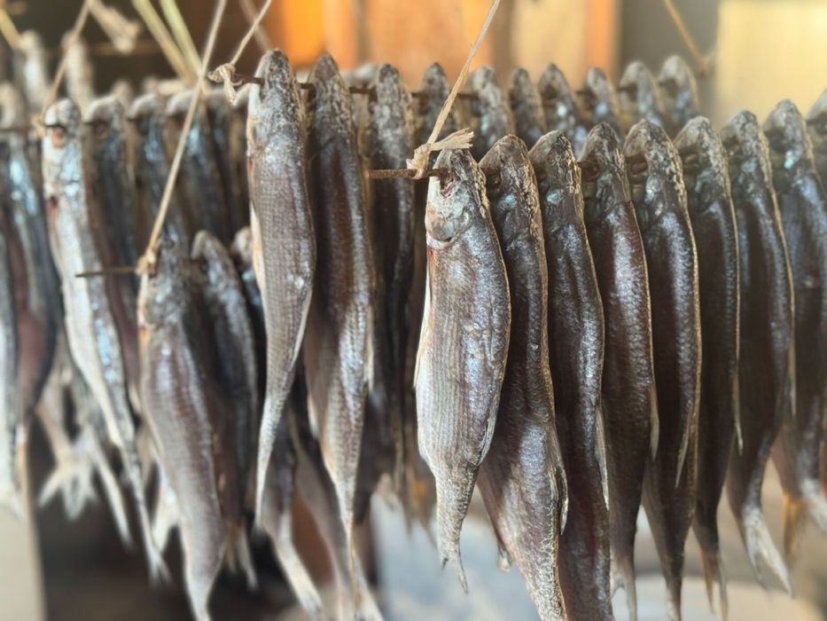 Сущенные рыбец, Кепкен балық Рыбец. Штугы 1500