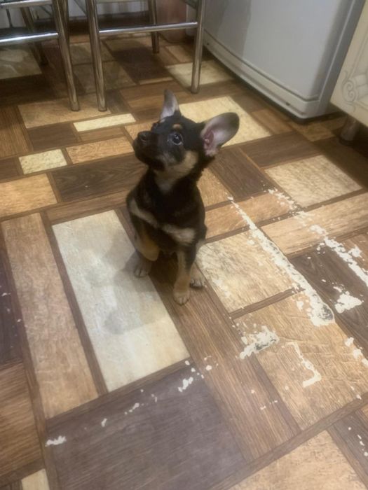 Той терьер мальчик