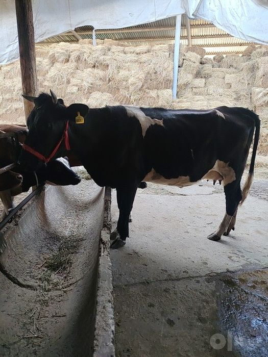 Ona bola srochno sotiladi