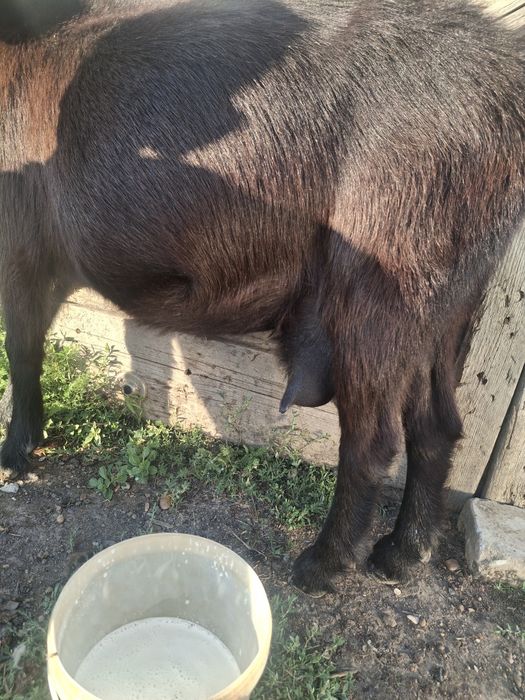 Продам молодую козу, за один раз даёт 1,5-2 литра молока.
